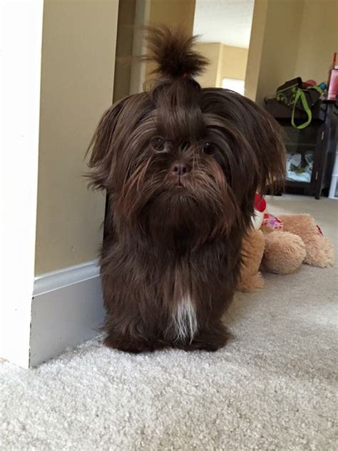 So Chocolately Shih Tzu Dog Shitzu Dogs Shih Tzu