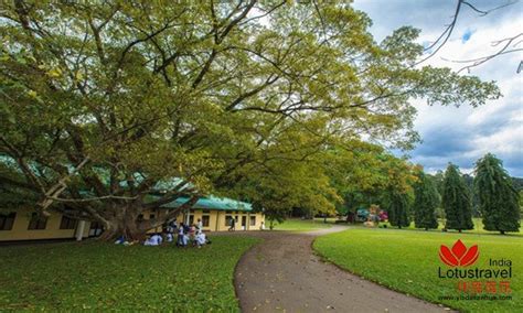 皇家植物园 Royal Botanic Garden 康提Kandy景点康提旅游攻略皇家植物园旅游图片