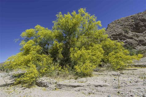 Dwarf Desert Museum Palo Verde / 05:04 i love this tree!