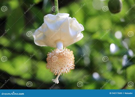 Baobab Flower stock photo. Image of trip, places, pollen - 94217600