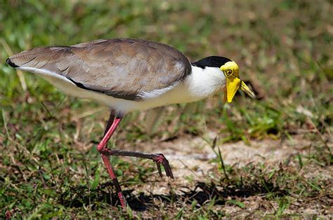 The curious Masked Plover Photograph by Mr Bennett Kent - Fine Art America