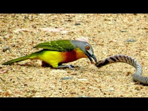 BIRD vs SNAKE - YouTube