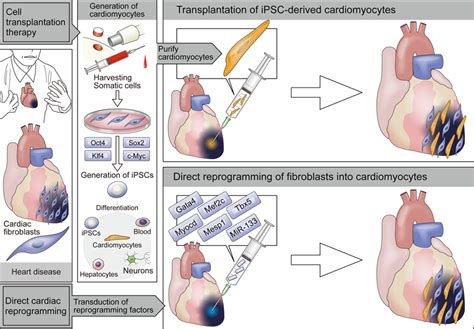 Direct Cardiac Reprogramming Circulation Research