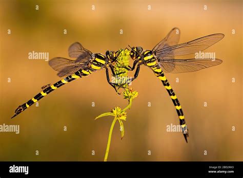 Pair Of Two Dragonflies Sitting Close To Each Other In Summer Stock