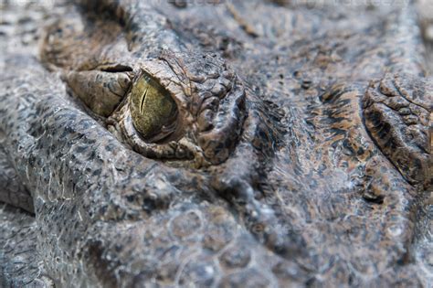 Alligator Eye Close Up 18754934 Stock Photo At Vecteezy