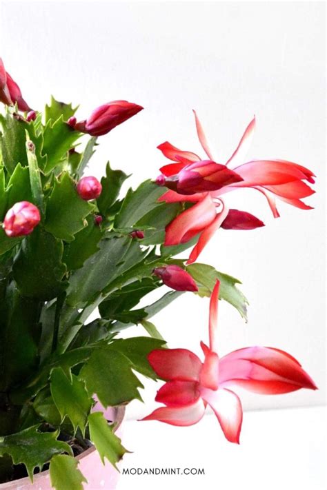 How to Get your Christmas Cactus to Bloom Year after Year