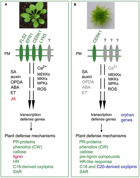 Frontiers Adaptation Mechanisms In The Evolution Of Moss Defenses To