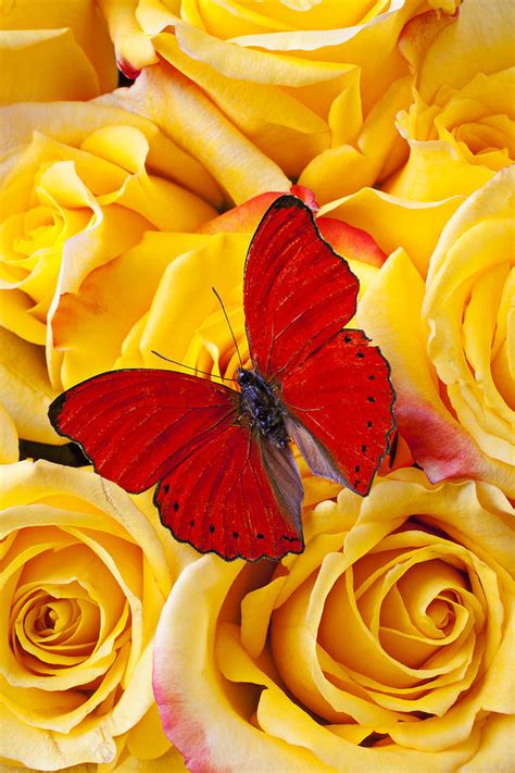 Red Yellow Butterfly Logo