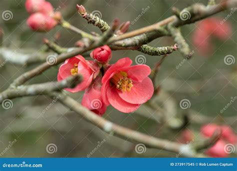 Dwarf Quince Chaenomeles X Superba Pink Lady Pink Flower Stock Image