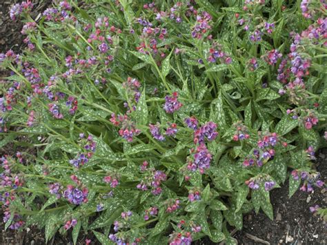 Pulmonaria Raspberry Splash Switzer Landscaping Nursery