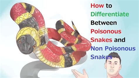 Poisonous And Non Poisonous Snakes By Dr Bimal Sharma By Dr Bimal Images