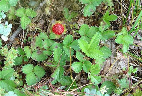 Strawberry Like Weed Pennlive