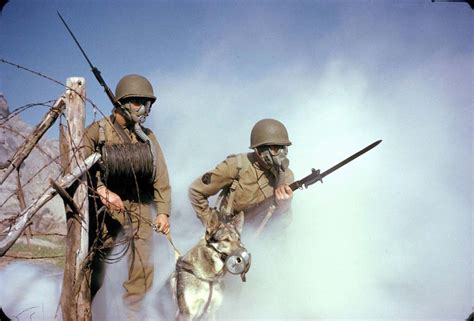 War Dogs Wearing Canine Gas Masks During Wwi And Wwii