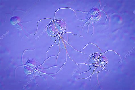 Giardia Lamblia Parasite Illustration Stock Image F