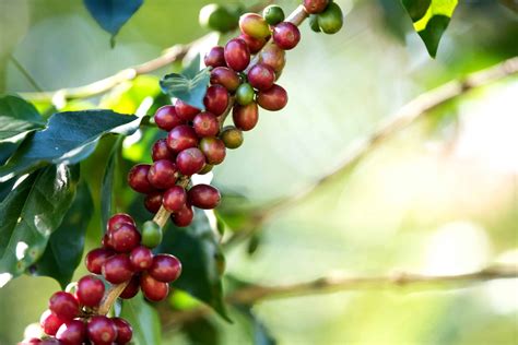 Vai um cafezinho aí Aprenda a cultivar o seu próprio pé de café em casa