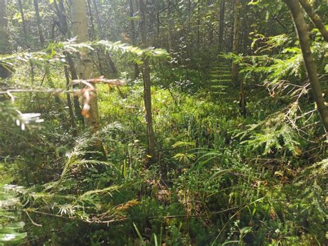 Siberia Forest Grass Bushes Stock Image Image Of Plant Shrub