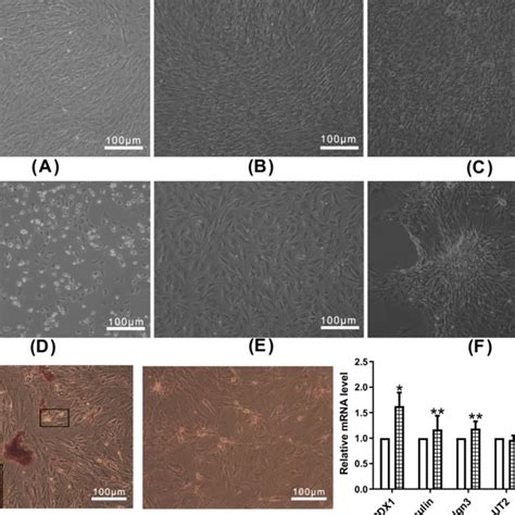 A Morphological Changes Of Cells During IPC Induction Morphological