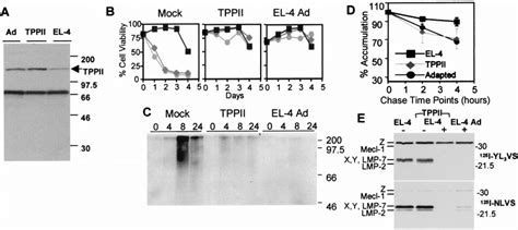 Elevated Levels Of Tppii Enable El Cells To Survive Toxic