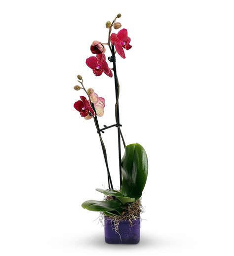 Red Orchid Plant | Avas Flowers