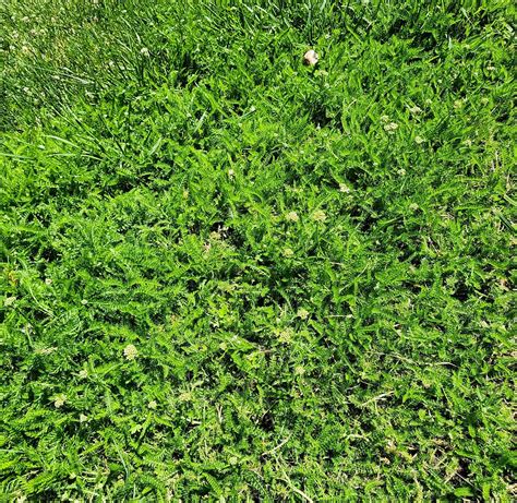 Yarrow as a ground cover/lawn : r/NativePlantGardening