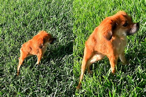 Esse cachorro é real Cão corpo curto chama atenção na internet