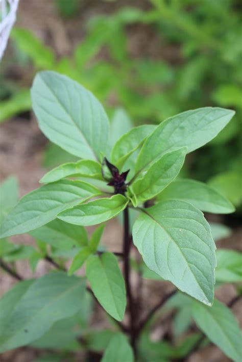 Thai Basil - Local Seeds
