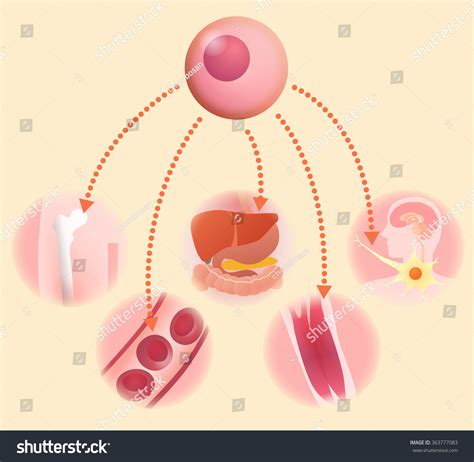 Stem Cell And Regenerative Medicine Vector Royalty Free Stock Vector 363777083