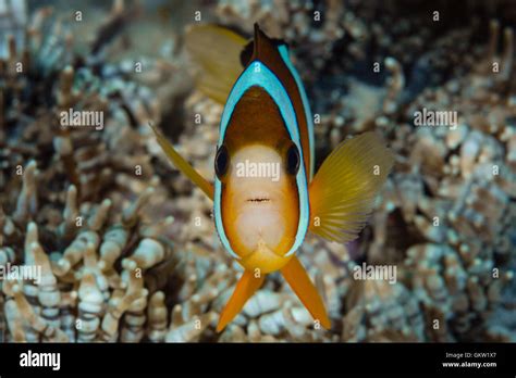 Clarks Anemonefish Amphiprion Clarkii Ambon Moluccas Indonesia