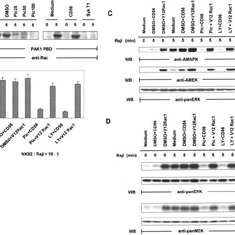 Control of tumor cell-induced Rac1 activation by Syk. A , Inhibited ... 