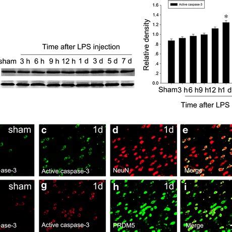 PRDM5 Distribution In The Rat Cerebral Cortex After LPS Injection