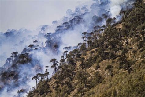 Chile Incendios En La Araucanía Han Afectado A Casi 12 Mil Hectáreas