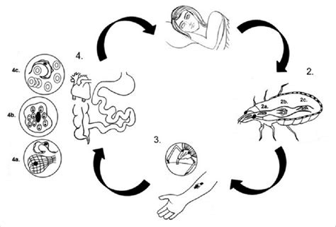 Life Cycle Of T Cruzi Final Hosts Are Wild Domestic Vertebrate And Download Scientific