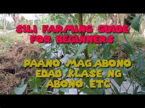 Siling Panigang Seed To Harvest Fertilization Guide For Beginners