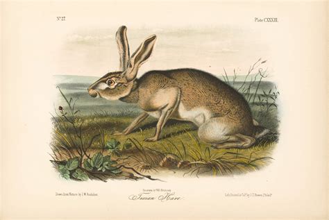 Audubon Bowen Octavo Pl Texian Hare Quadruped Octavo Edition