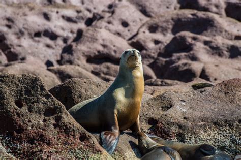 Conoce a los lobos marinos los animales más juguetones del mar