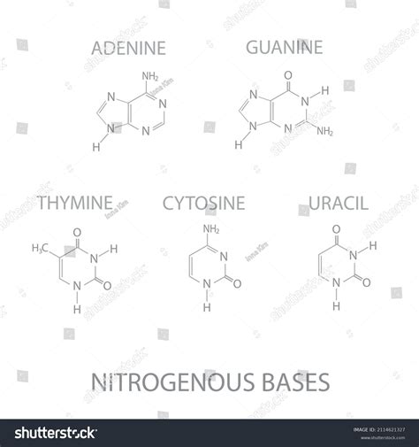 Structural Formulas Nitrogenous Bases Dna Rna Stock Vector (Royalty ...