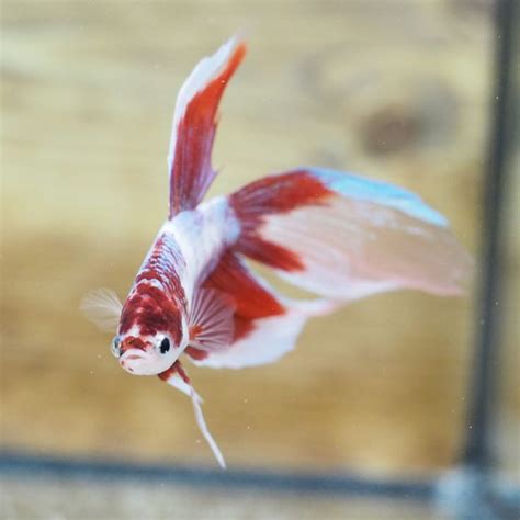 A Very Rare Live Male Red Koi Fancy Veiltail Betta Siamese Fish