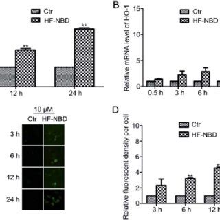 HF NBD Upregulates Nrf2 Activity HO 1 Expression And Induces