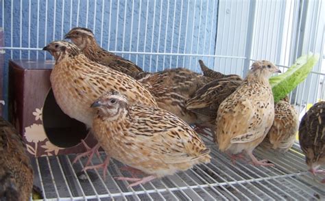 Quail Bird Farming Information Guide | Asia Farming