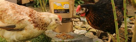 Vers De Farine Pour Poules Magalli