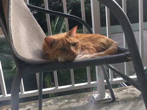 Kot Ginger Cat Pussy Darmowe zdjęcie na Pixabay Pixabay