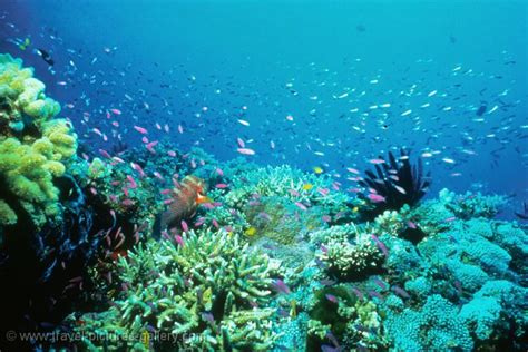 Pictures of Australia - Queensland-0060 - Great Barrier Reef, underwater magic