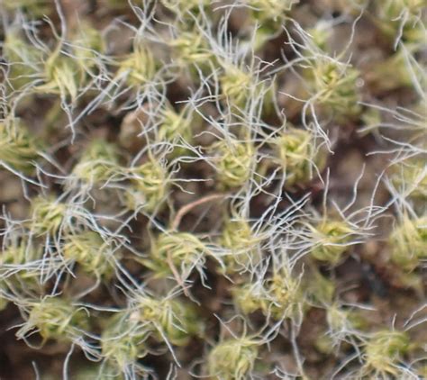 Pseudocrossidium From Heimersrivier Rd To De Rust Garden Route