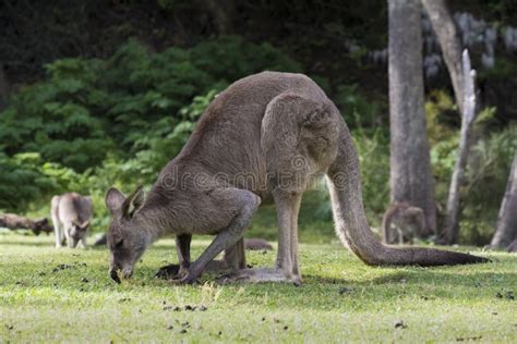 Australian Eastern Grey Kangaroo Macropus Giganteus Grazing On Grass