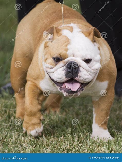 British Bulldog Royalty Free Stock Photo - Image: 11976315