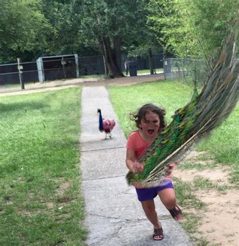 This Photoshop Battle Of A Peacock Chasing A Girl Is Hilarious