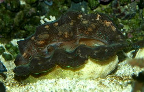 Giant Clam Crocea