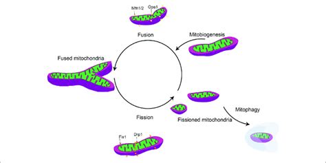 General Mitochondrial Fission And Fusion Dynamics Mitochondrial