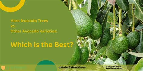 Hass Avocado Trees Vs Other Avocado Varieties Which Is The Best Frutplanet