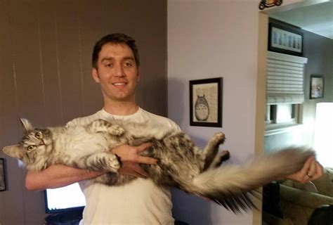 Super Fluffy Cat Has Longest Tail In The World…And Still Growing…. | Catlov